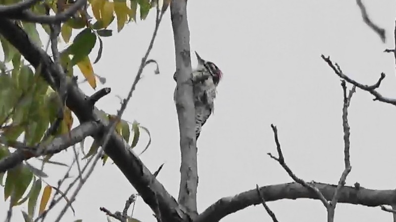 Nuttall's Woodpecker - ML642787444