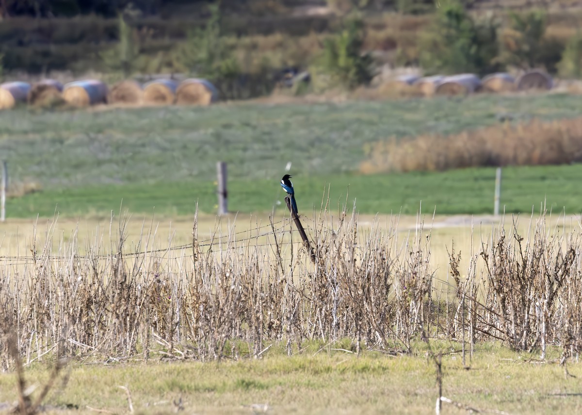 Black-billed Magpie - ML642787447
