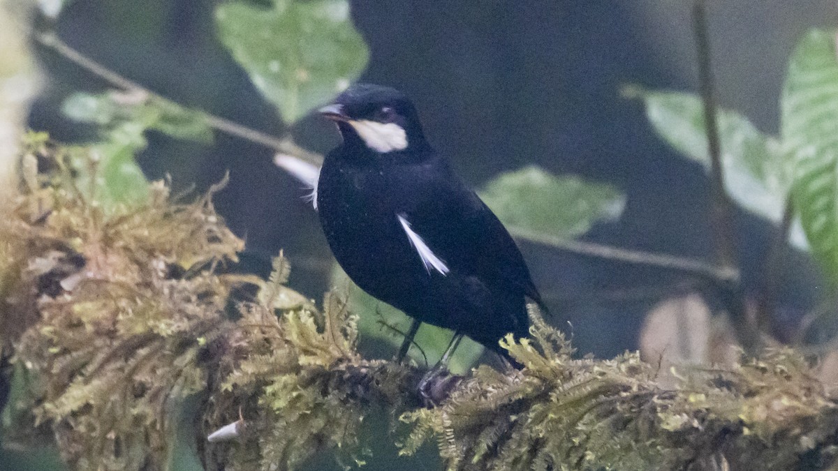 Black Solitaire - ML642787452