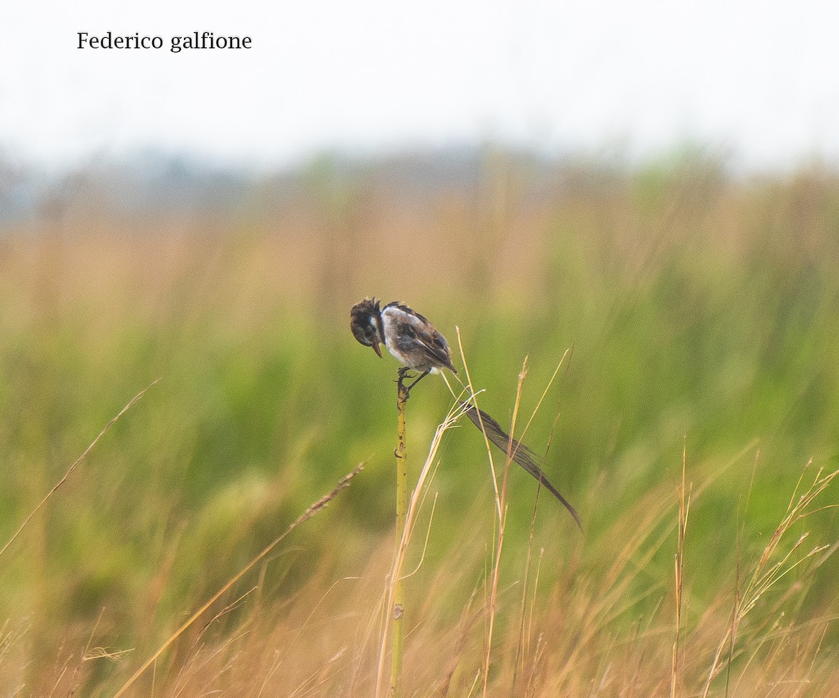 Strange-tailed Tyrant - ML642787468