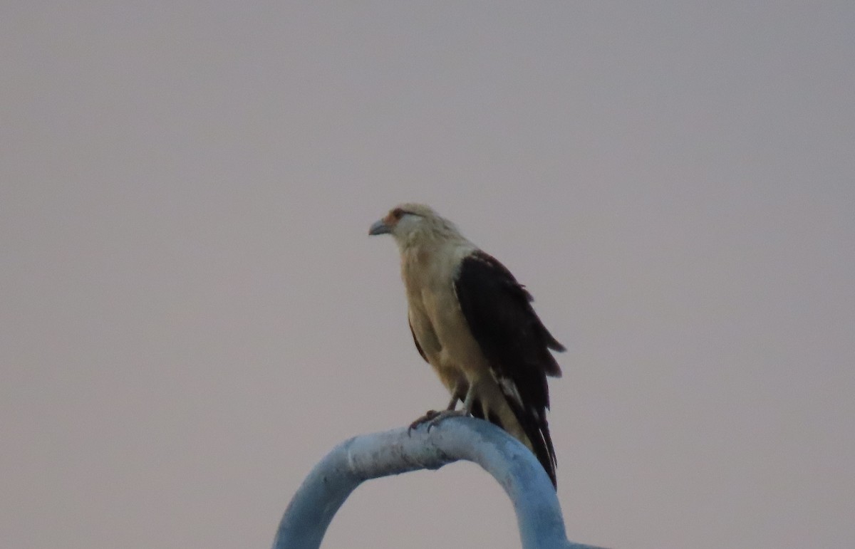 Yellow-headed Caracara - ML642787469