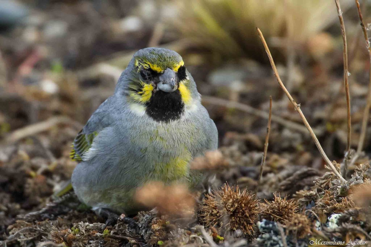 Yellow-bridled Finch - ML642787482