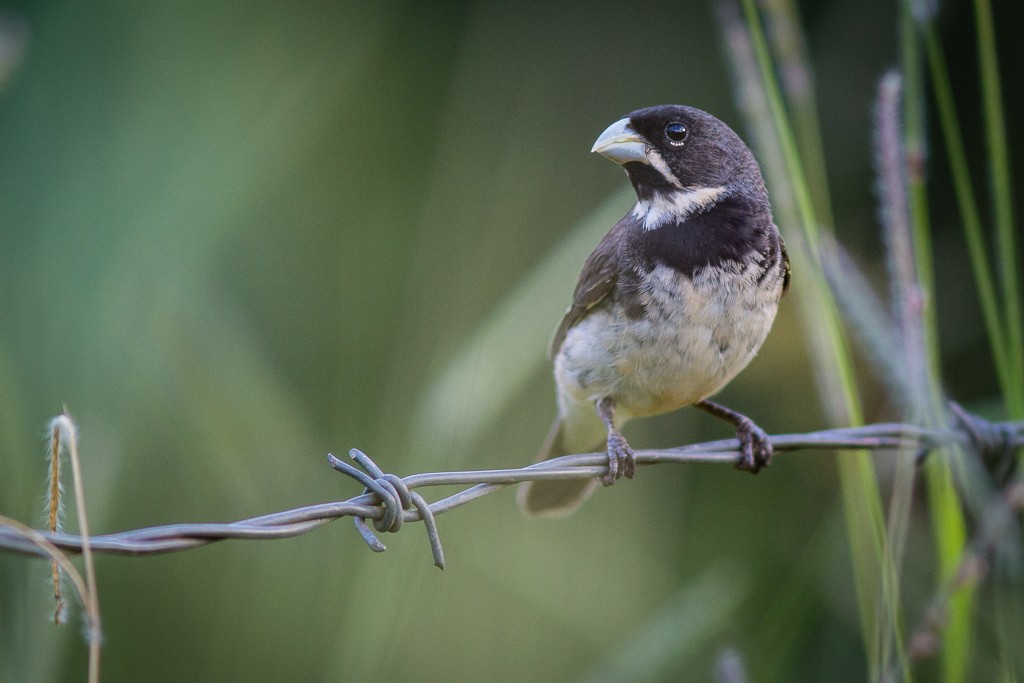Double-collared Seedeater - ML642787490