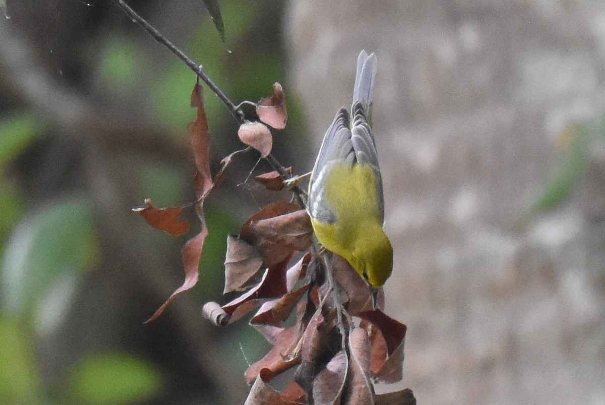 Blue-winged Warbler - ML642787499