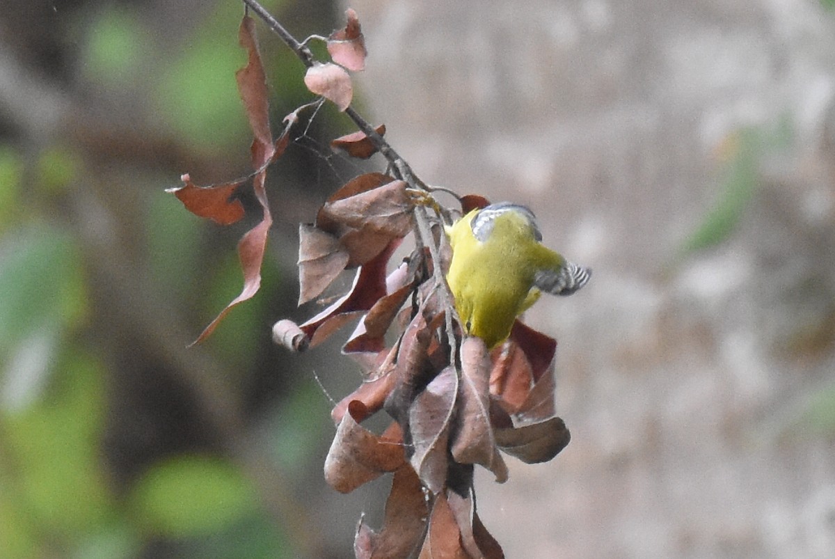Blue-winged Warbler - ML642787500