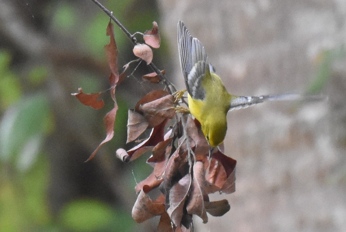 Blue-winged Warbler - ML642787501