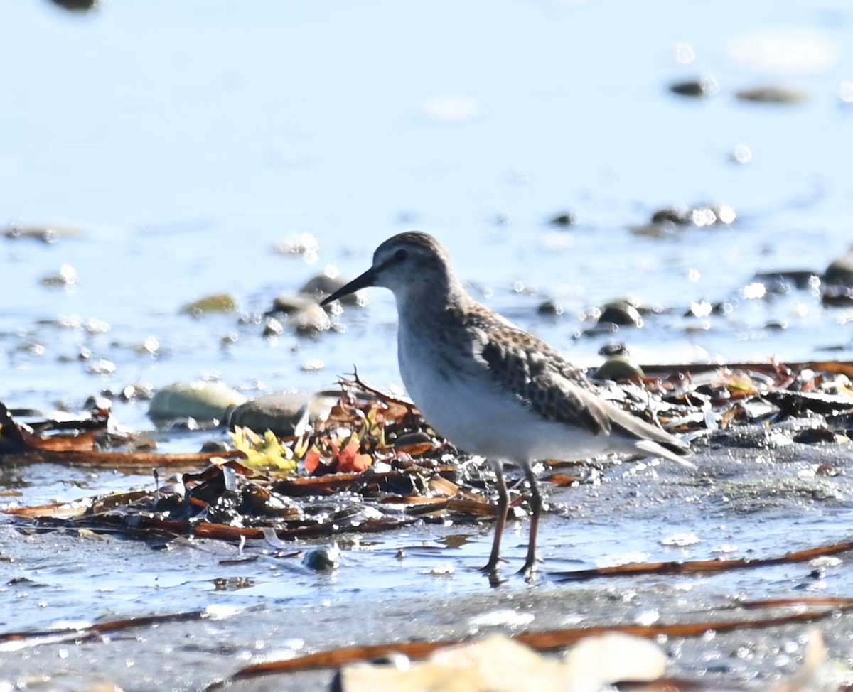 Semipalmated Sandpiper - ML642787502