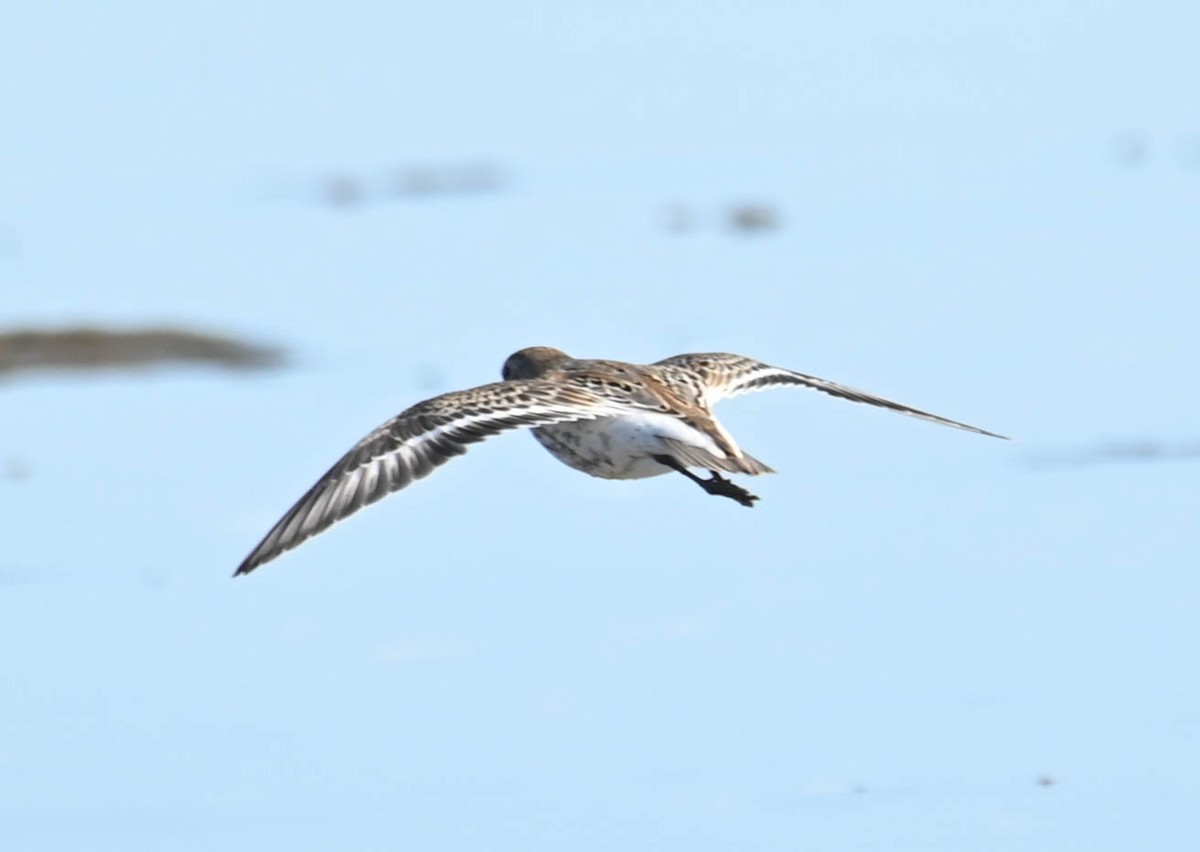 Semipalmated Sandpiper - ML642787503