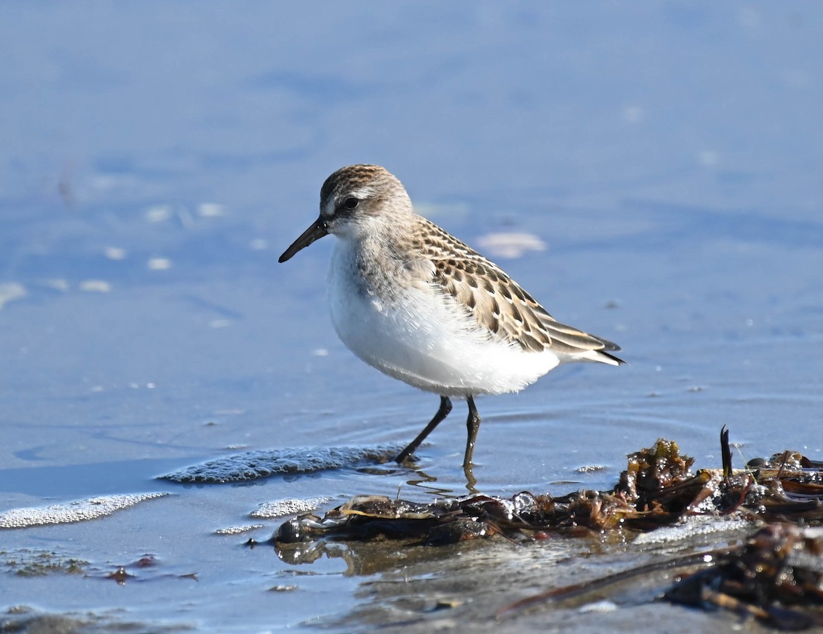 Semipalmated Sandpiper - ML642787504