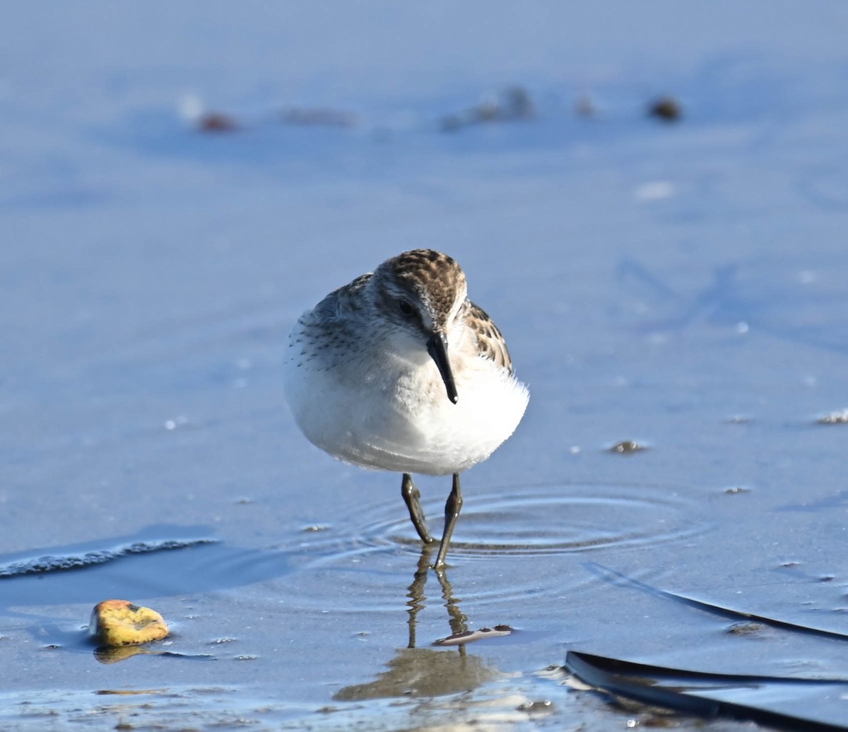 Semipalmated Sandpiper - ML642787505