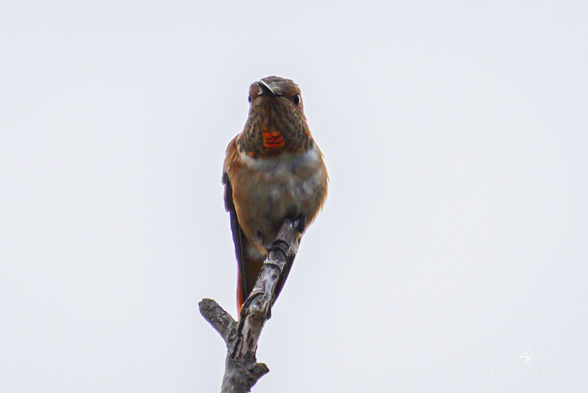 rødkolibri/chaparralkolibri - ML642787513