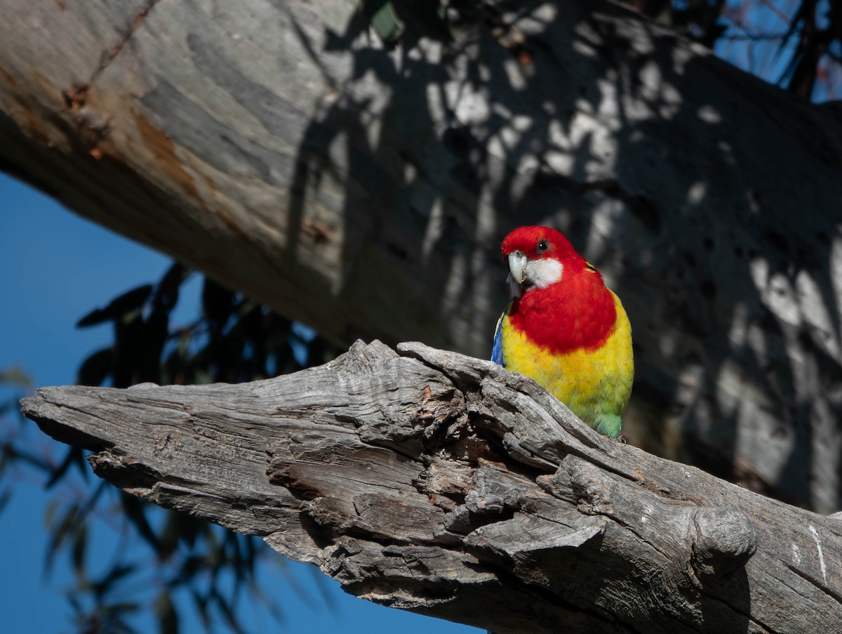 Eastern Rosella - ML642787516