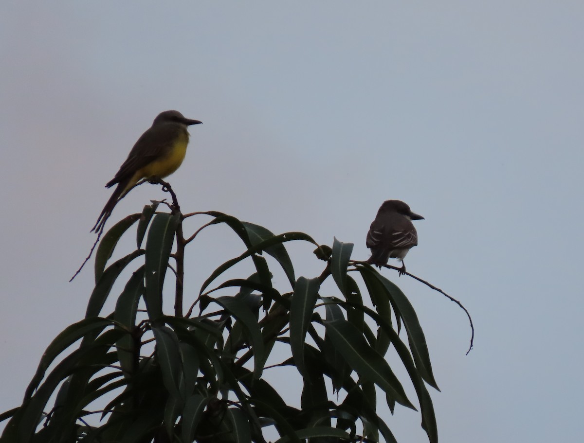 Gray Kingbird - ML642787520