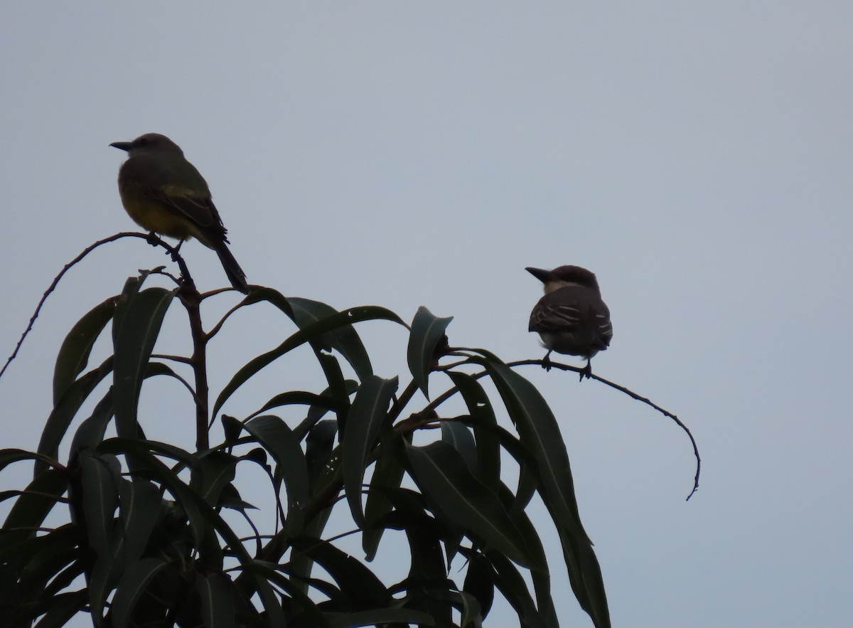 Gray Kingbird - ML642787521