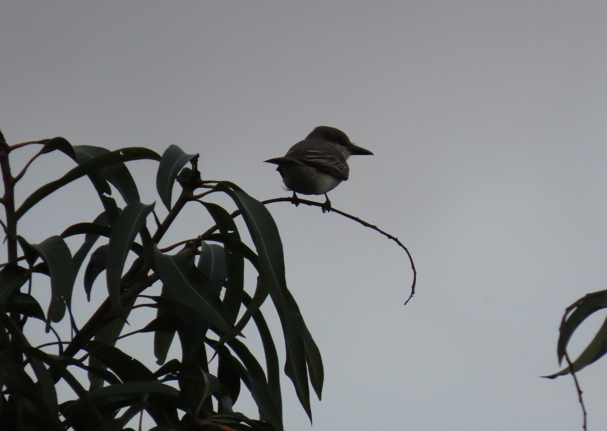 Gray Kingbird - ML642787522