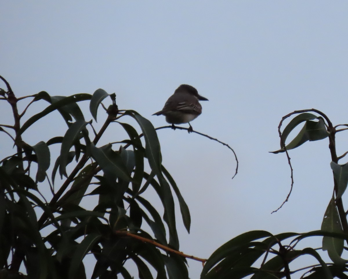 Gray Kingbird - ML642787523