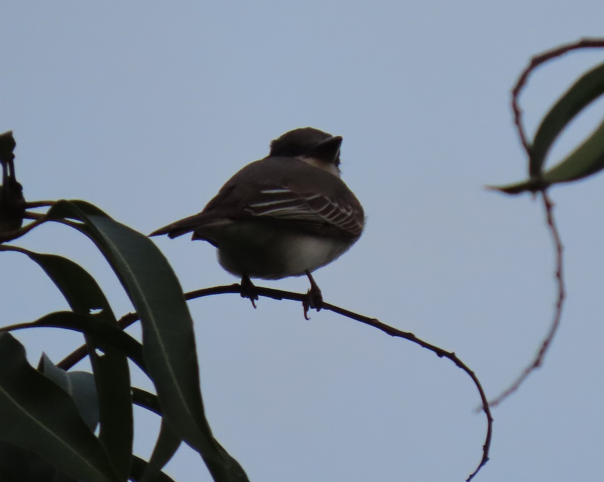 Gray Kingbird - ML642787524