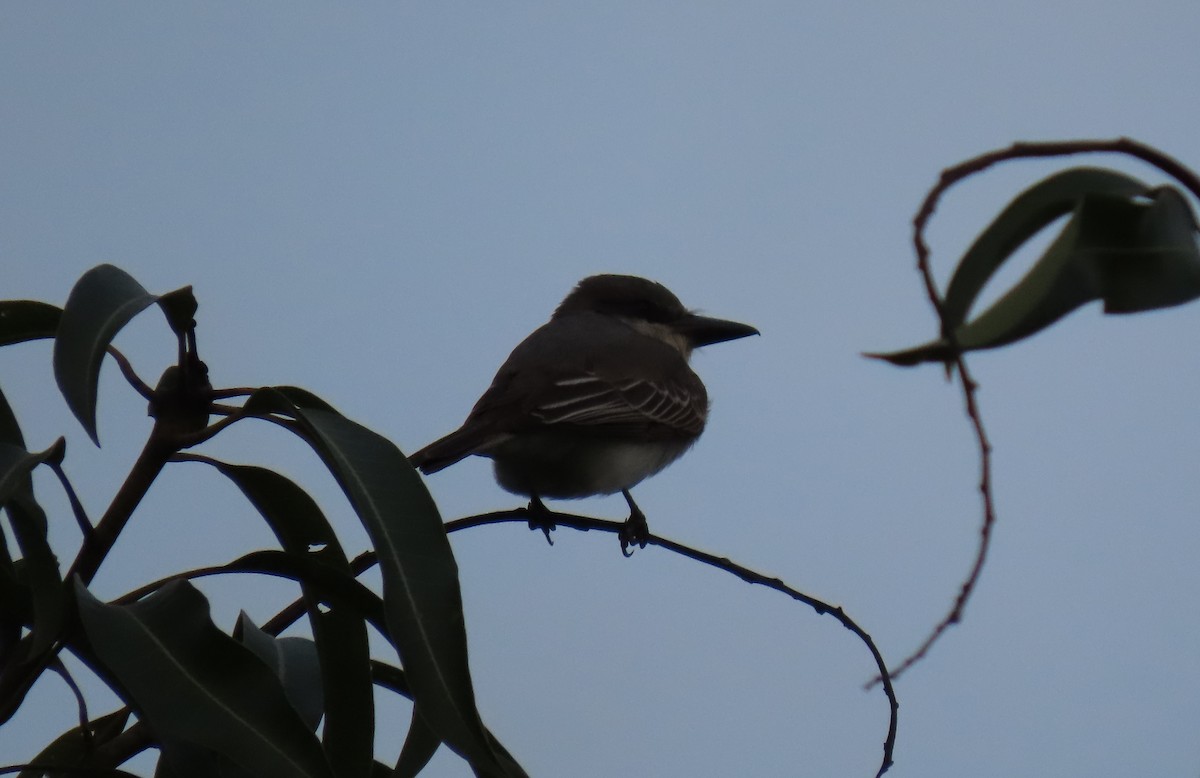 Gray Kingbird - ML642787525