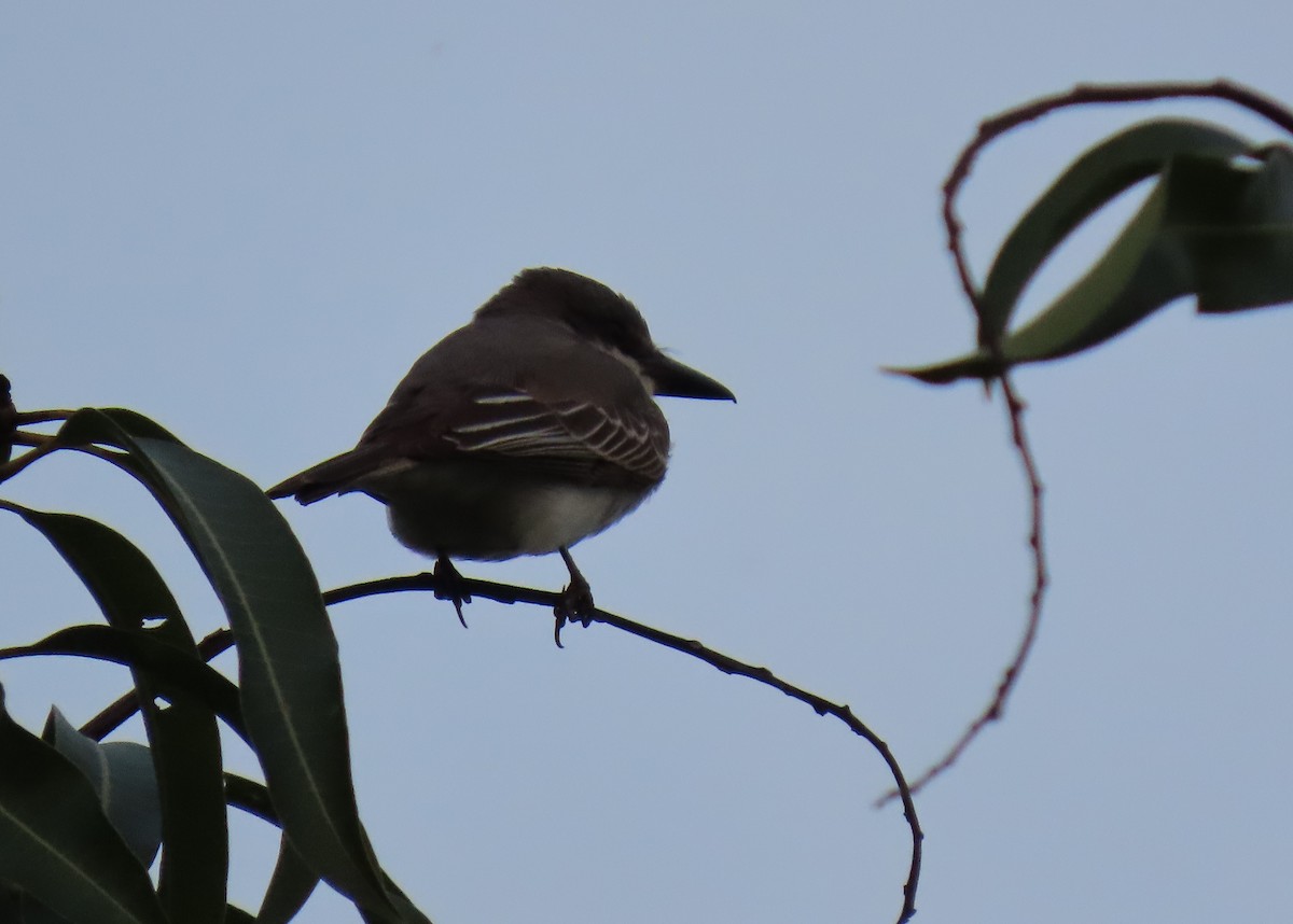 Gray Kingbird - ML642787526