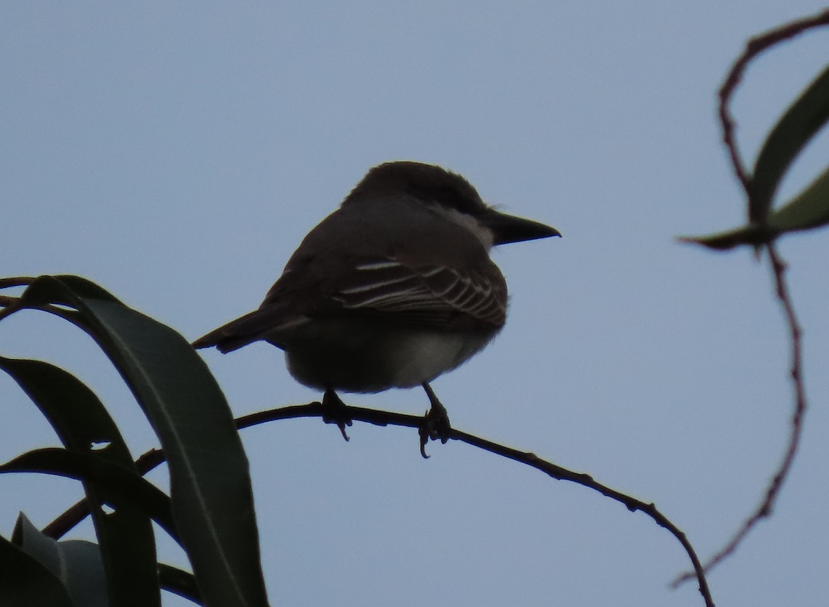 Gray Kingbird - ML642787527
