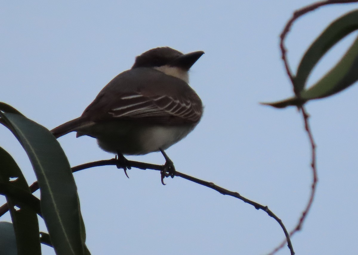 Gray Kingbird - ML642787529
