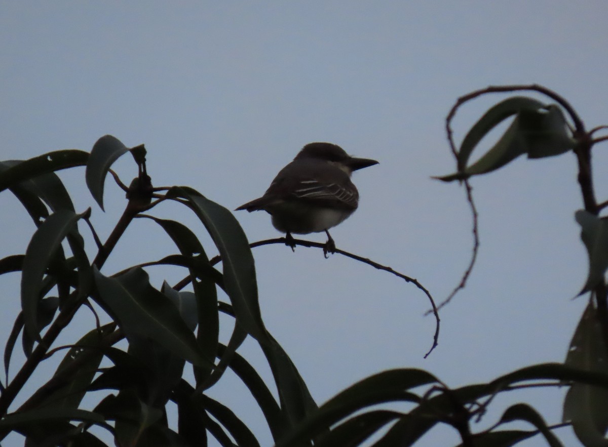 Gray Kingbird - ML642787530