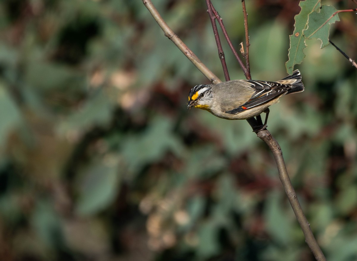 Striated Pardalote - ML642787543