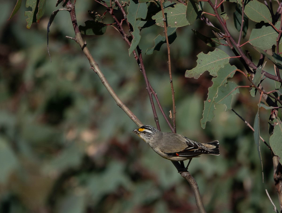 Striated Pardalote - ML642787544