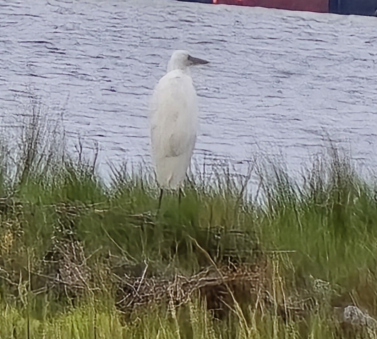 Great Blue Heron (Great White) - ML642787546
