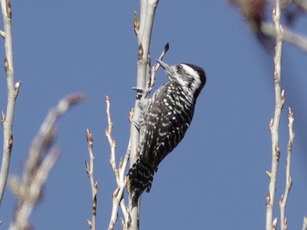 Striped Woodpecker - ML642787555