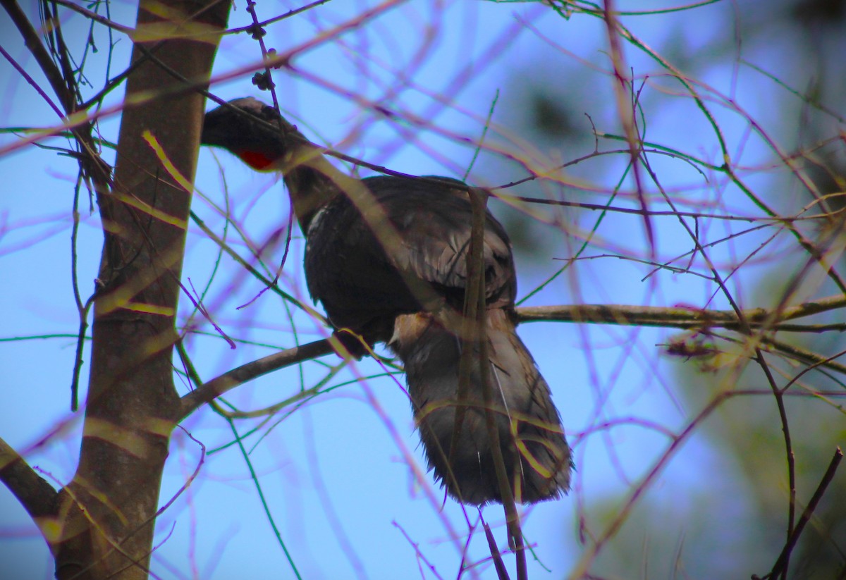 Dusky-legged Guan - ML642787559
