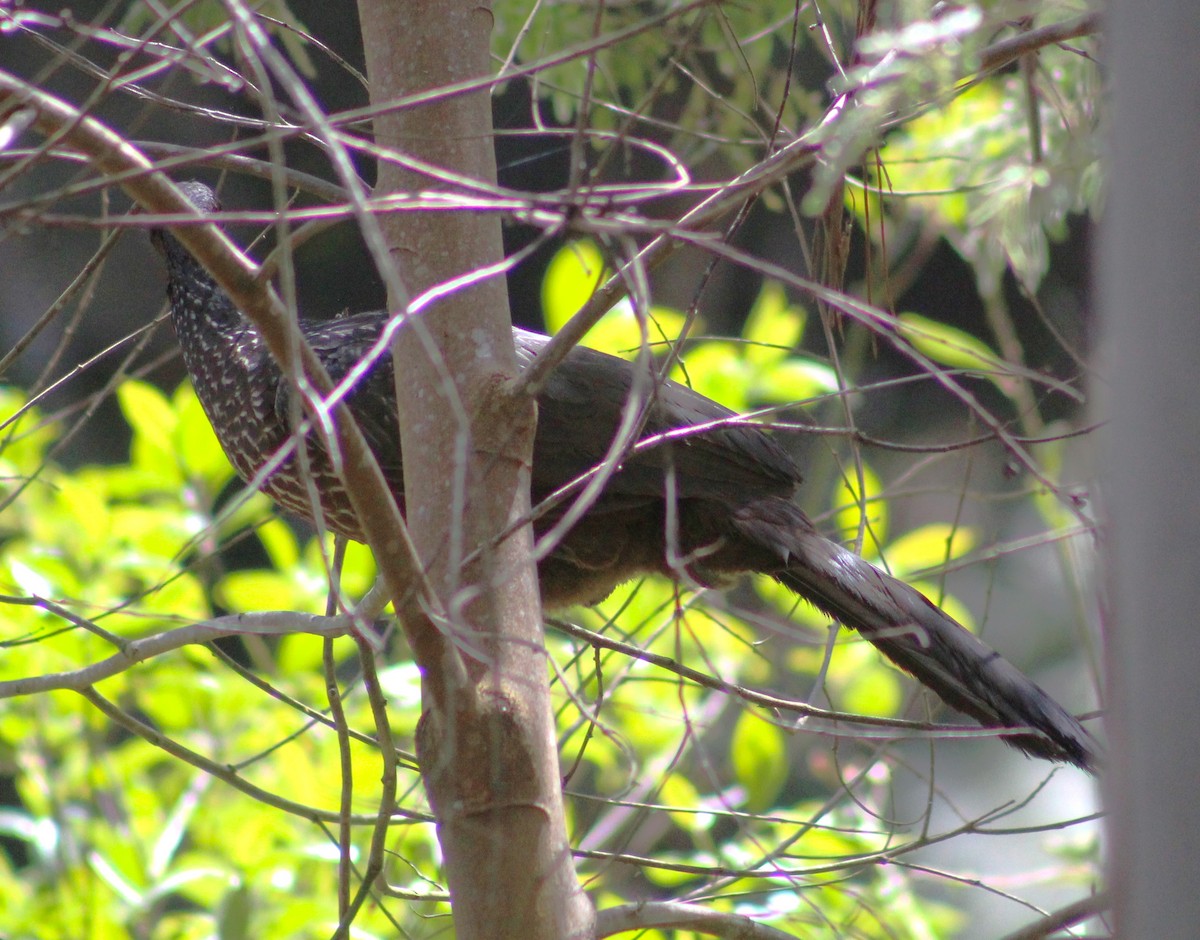 Dusky-legged Guan - ML642787560