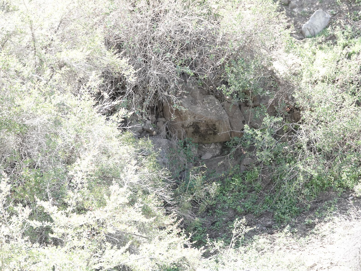 hvitstrupetapakulo - ML642787581