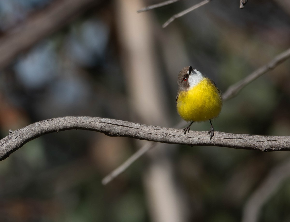 White-throated Gerygone - ML642787582