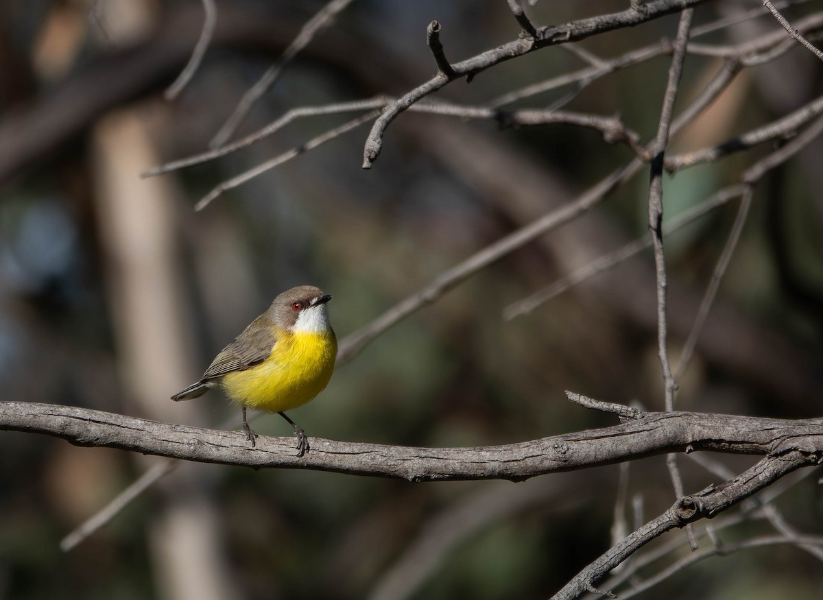 White-throated Gerygone - ML642787583
