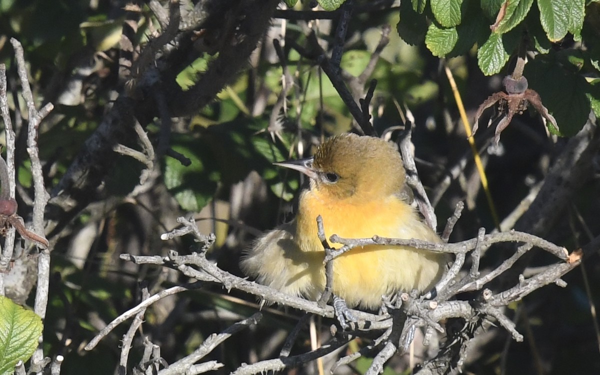 Baltimore Oriole - ML642787607