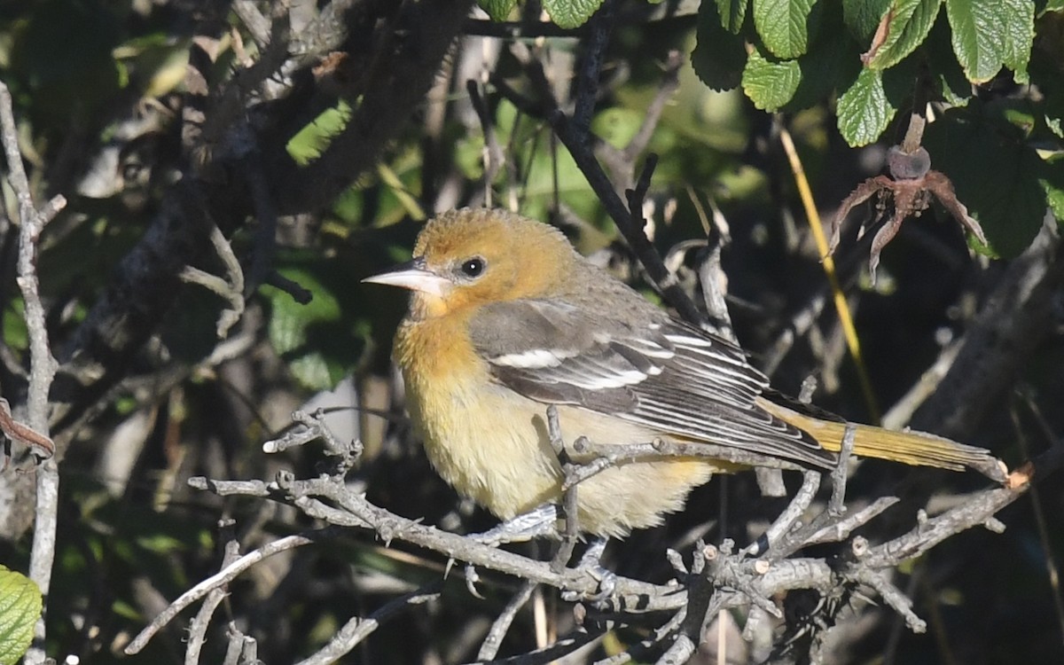 Baltimore Oriole - ML642787622