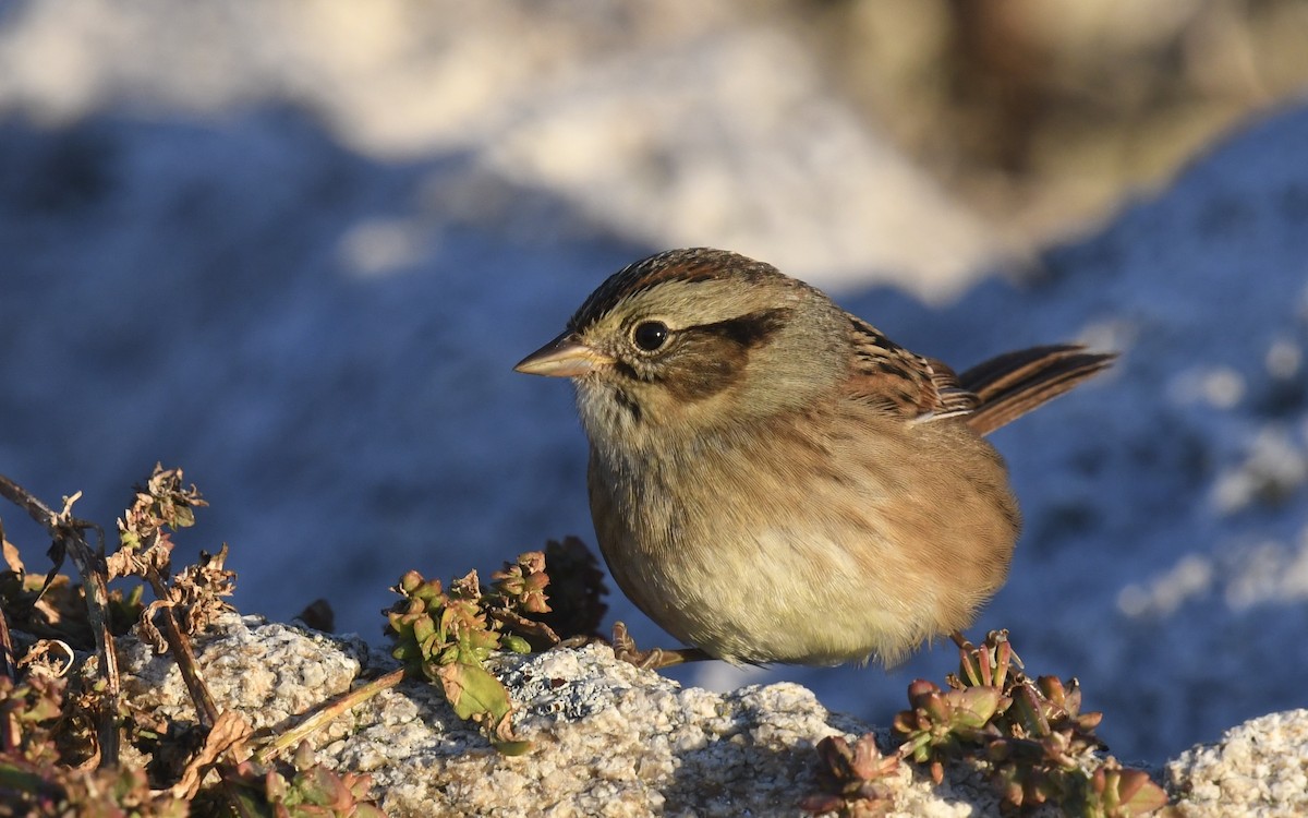 Swamp Sparrow - ML642787633