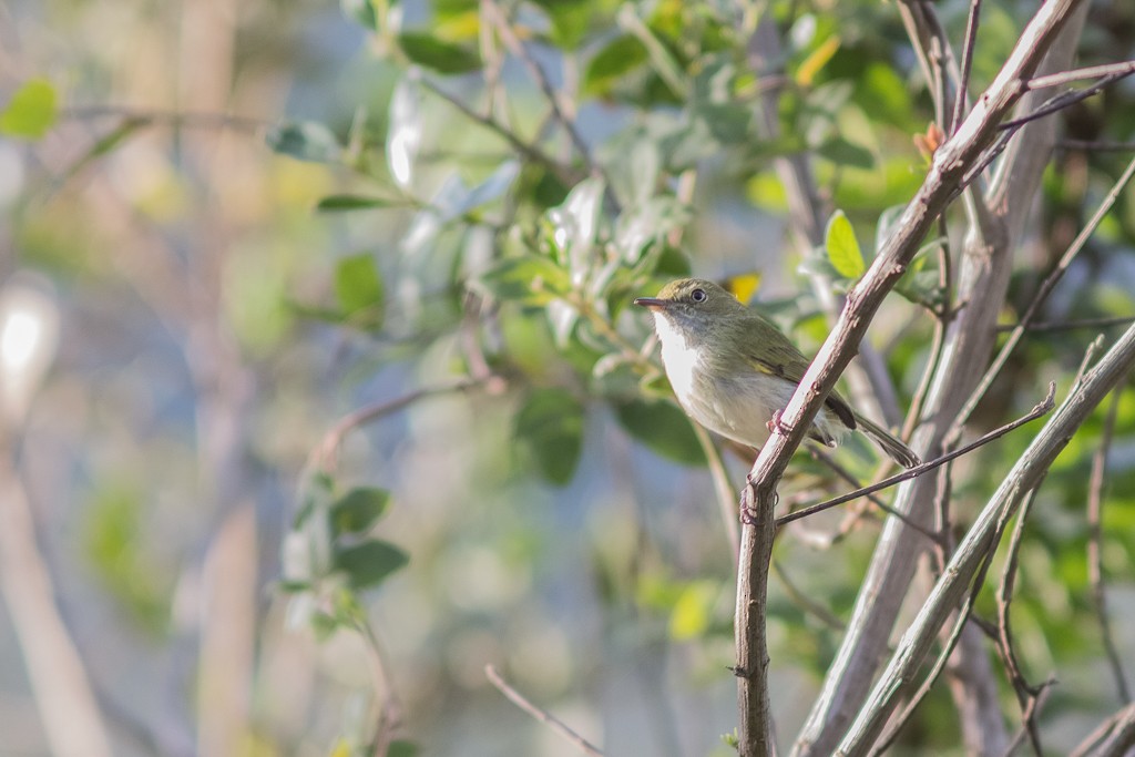 Hangnest Tody-Tyrant - ML642787635