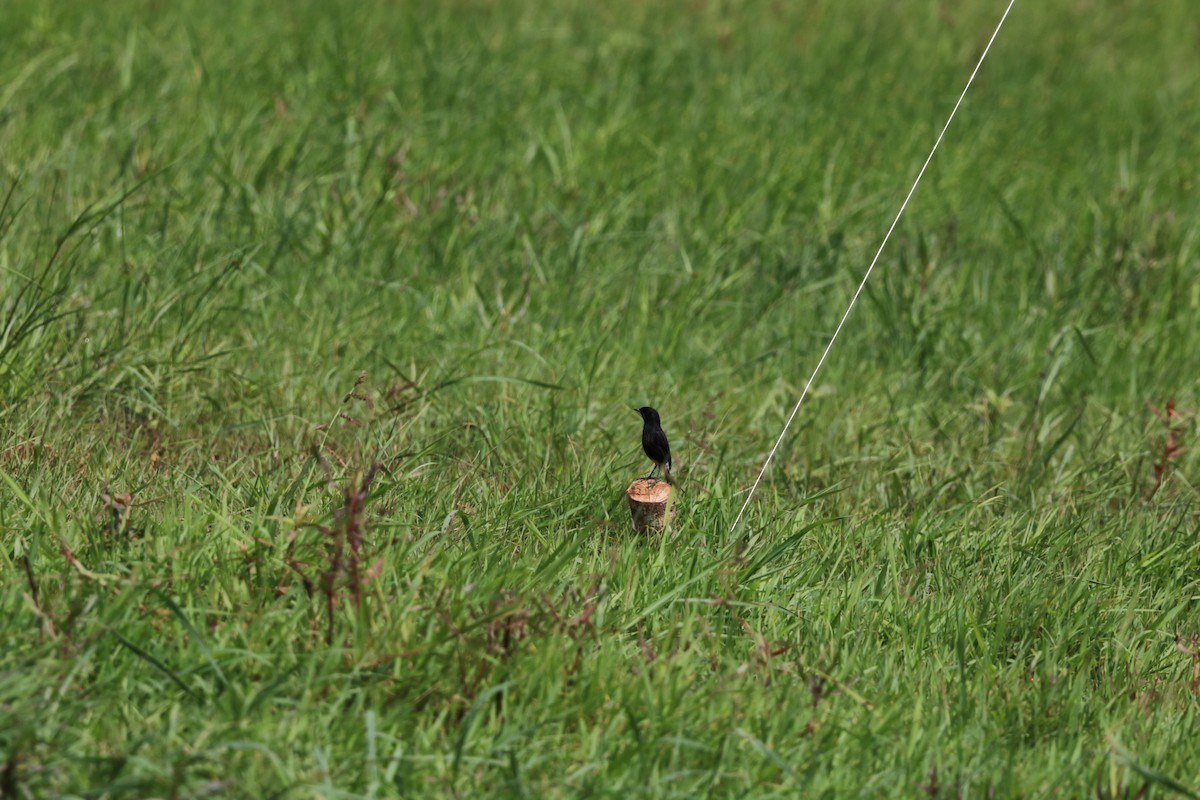 Pied Bushchat - ML642787640