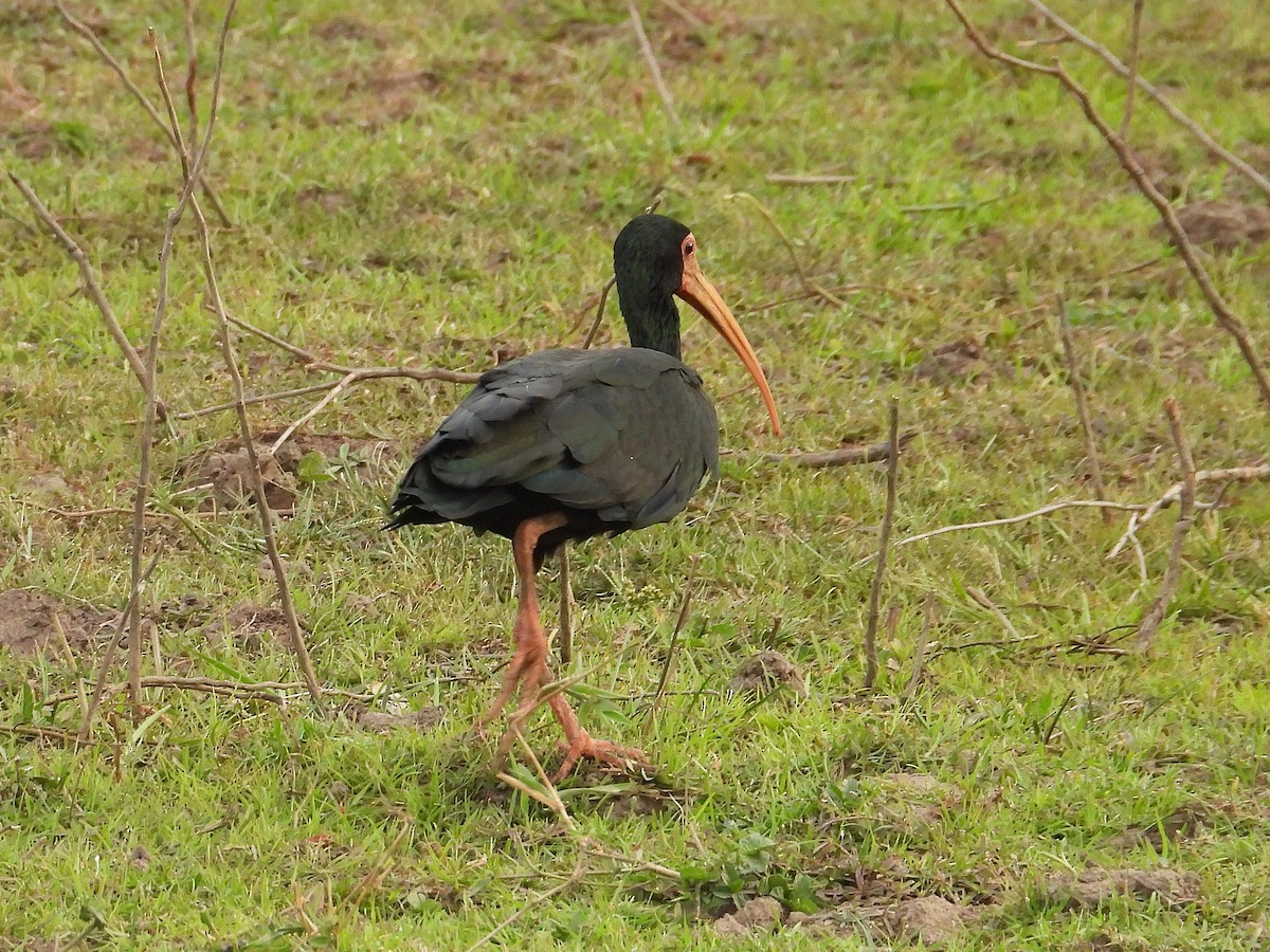 Bare-faced Ibis - ML642787657