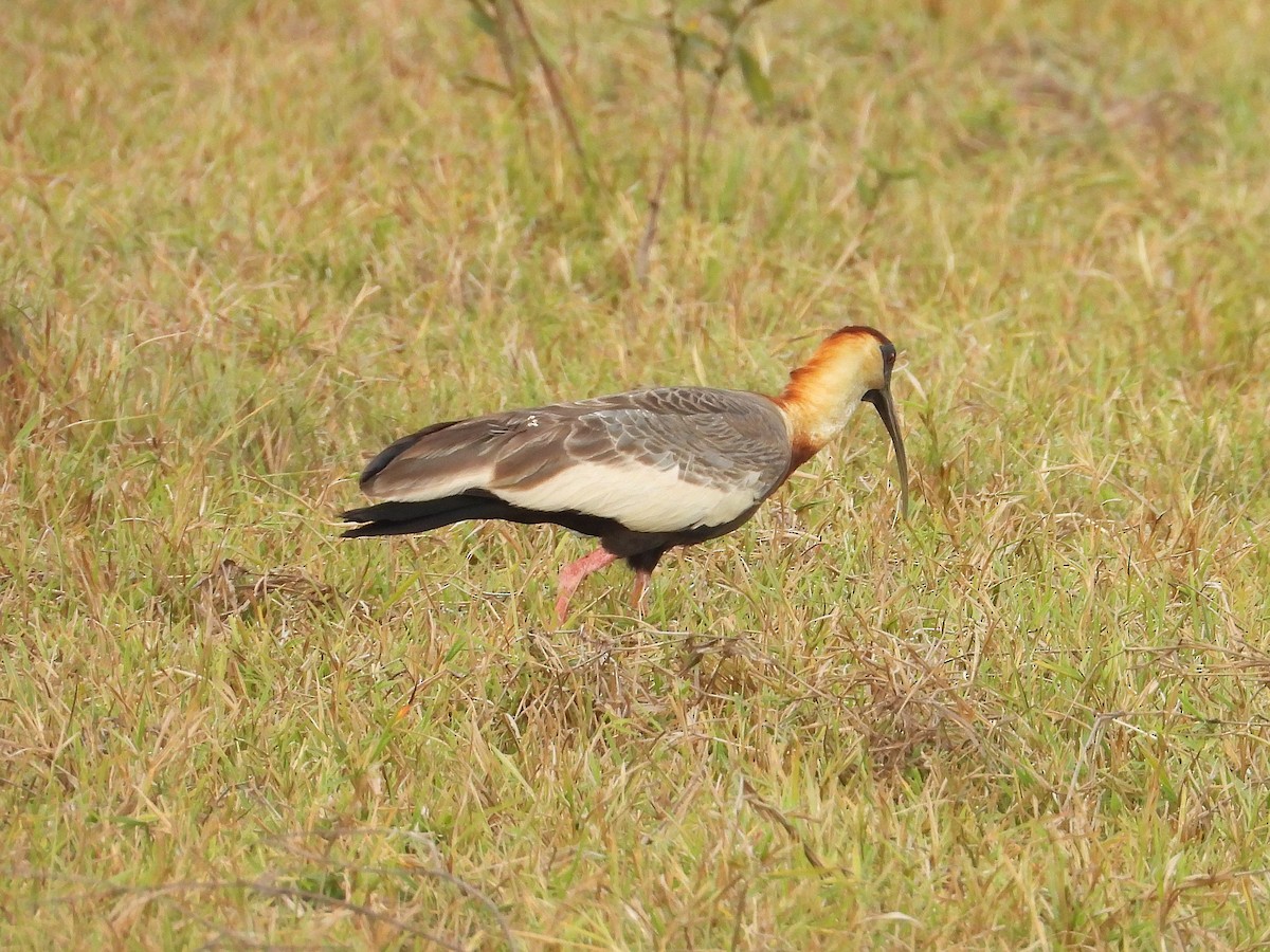 Buff-necked Ibis - ML642787660