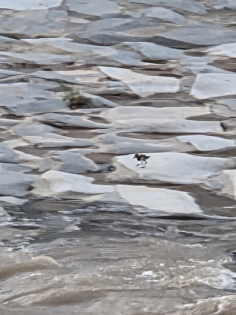 Southern Lapwing - ML642787672