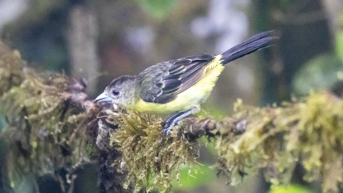 Flame-rumped Tanager - ML642787676