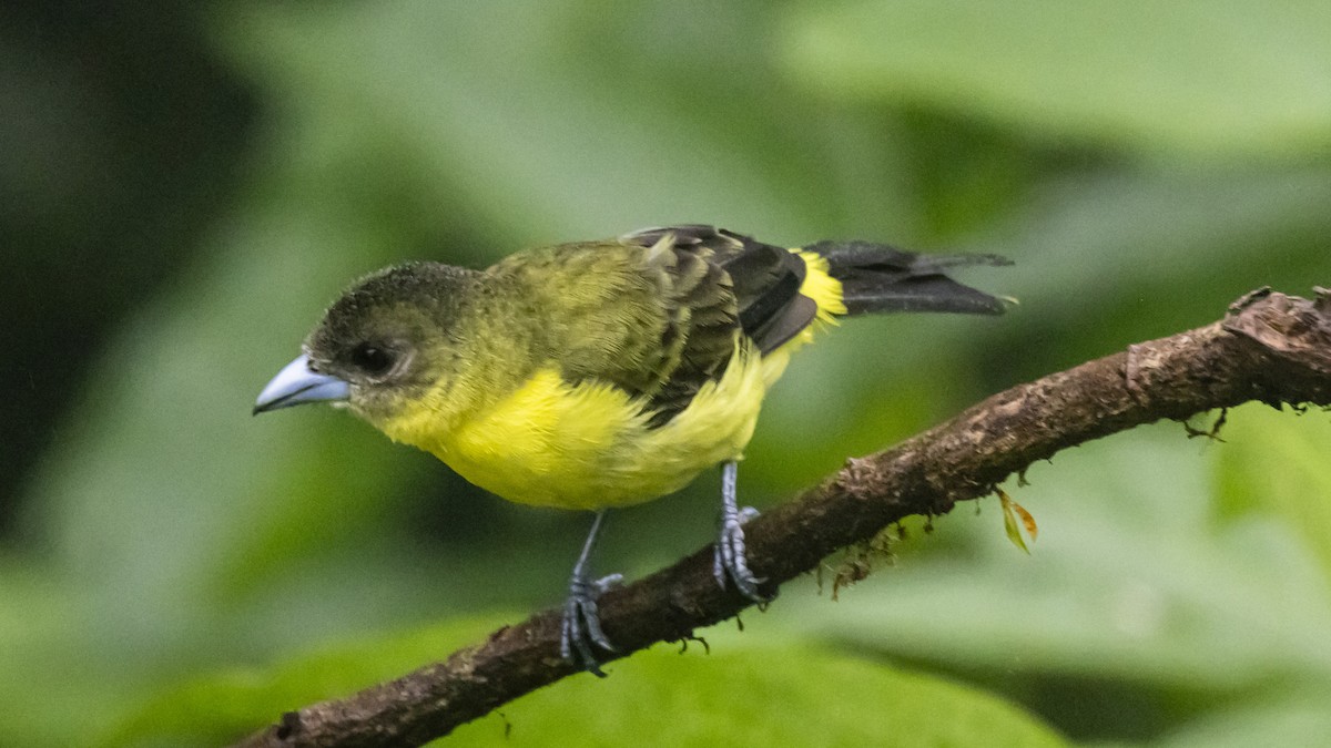 Flame-rumped Tanager - ML642787677