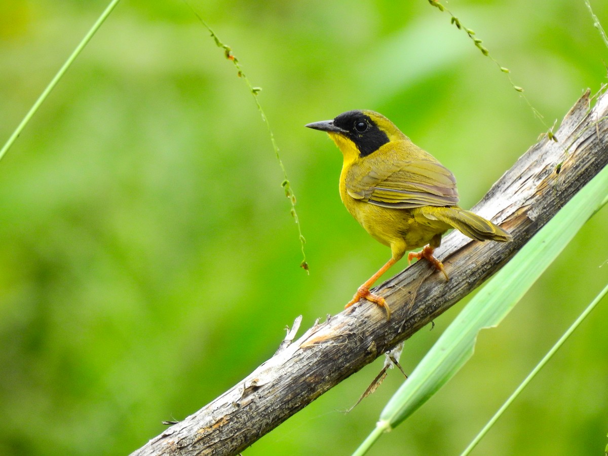 Olive-crowned Yellowthroat - ML642787697