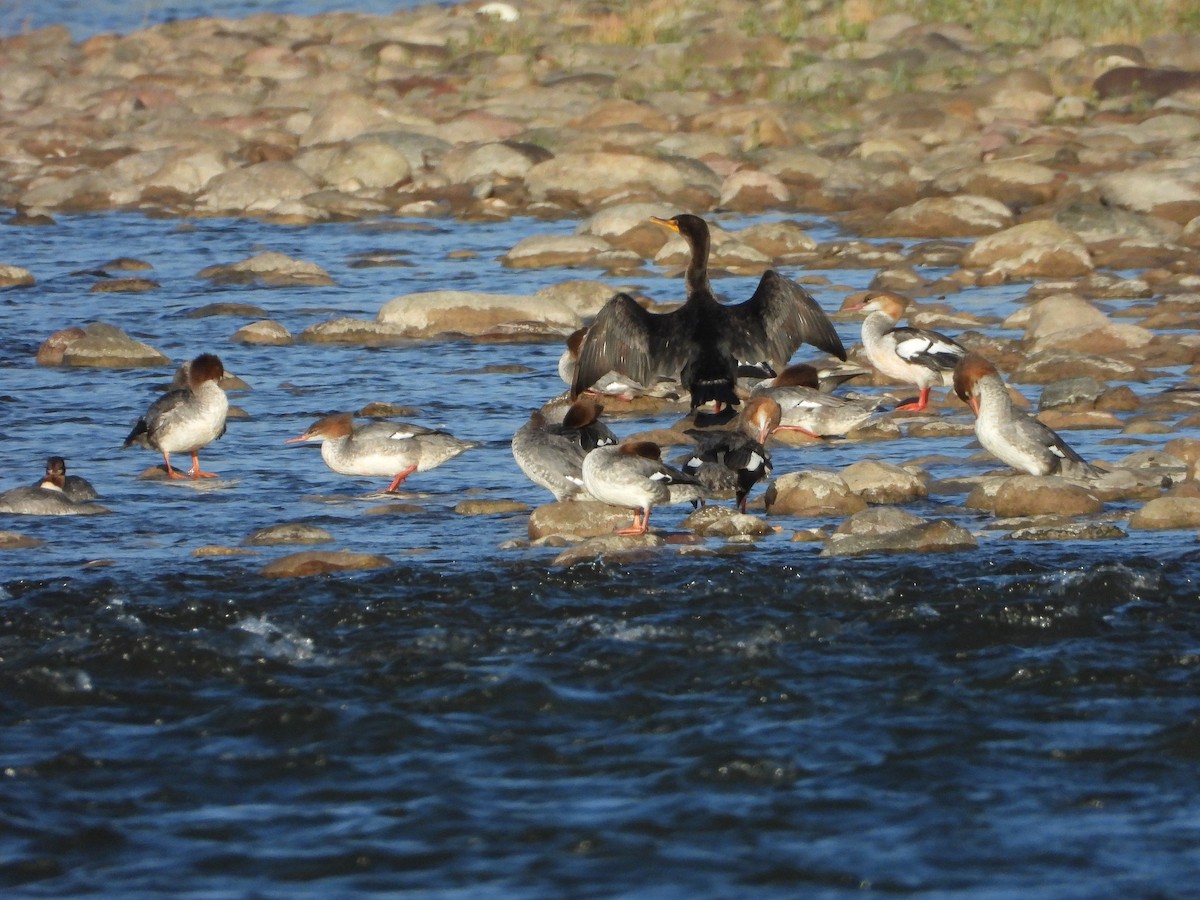 Common Merganser - ML642787703