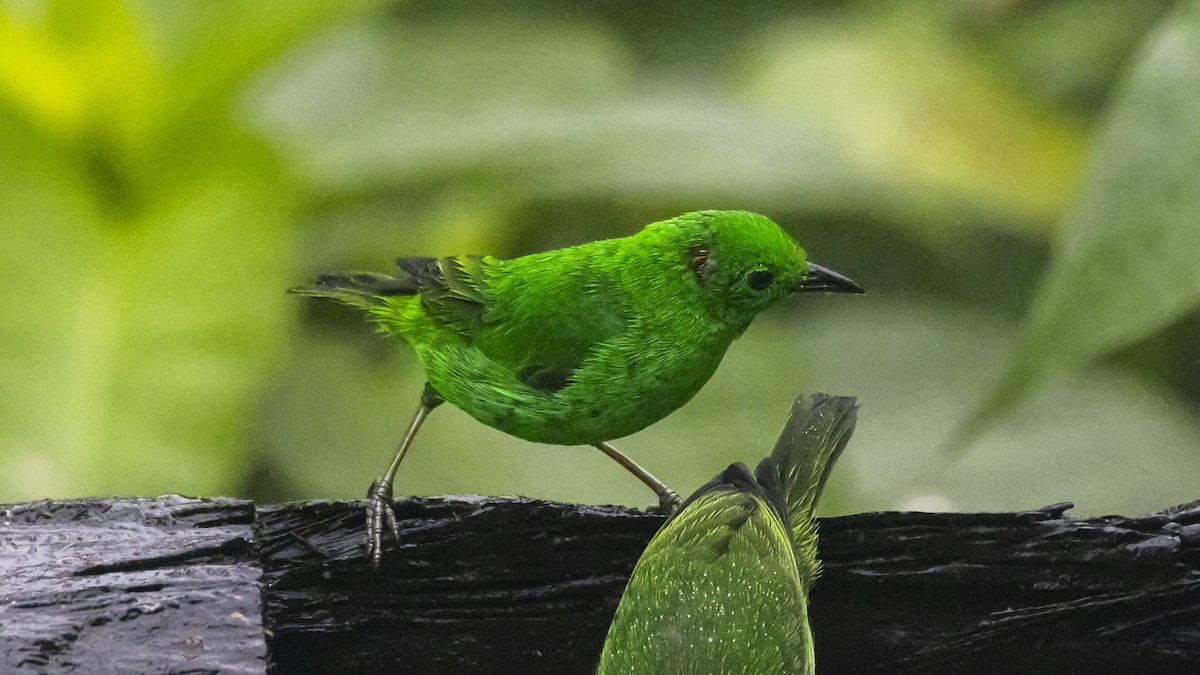 olivintanagar - ML642787709