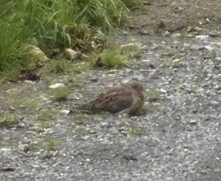 Mourning Dove - ML642787711