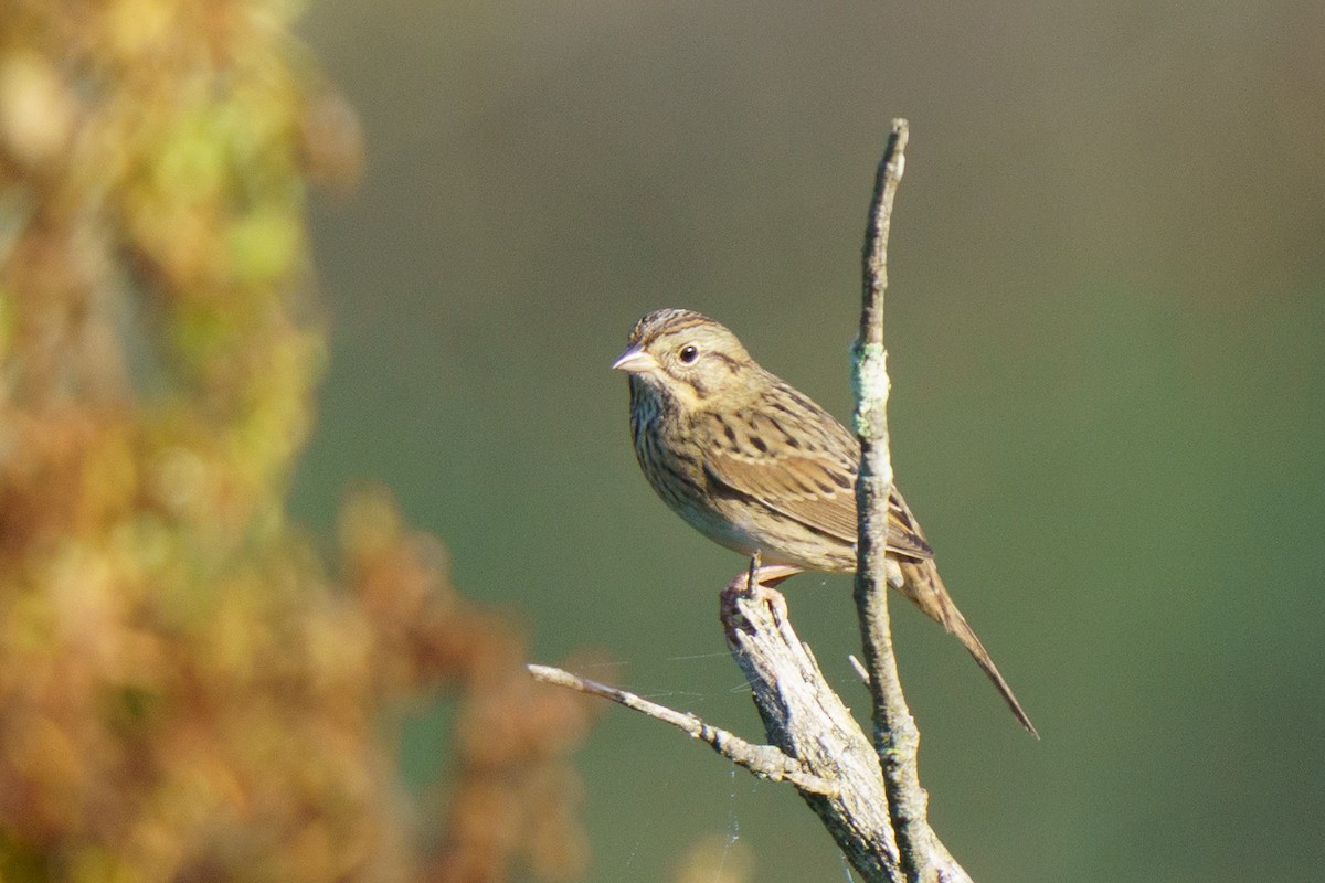 strnadec pruhohlavý - ML642787727
